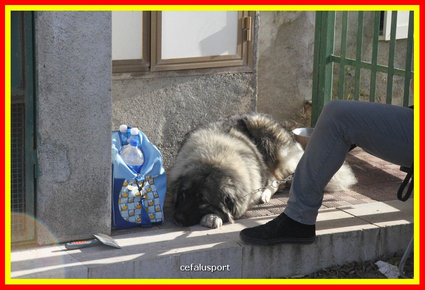 180311 mostra_canina 196.jpg